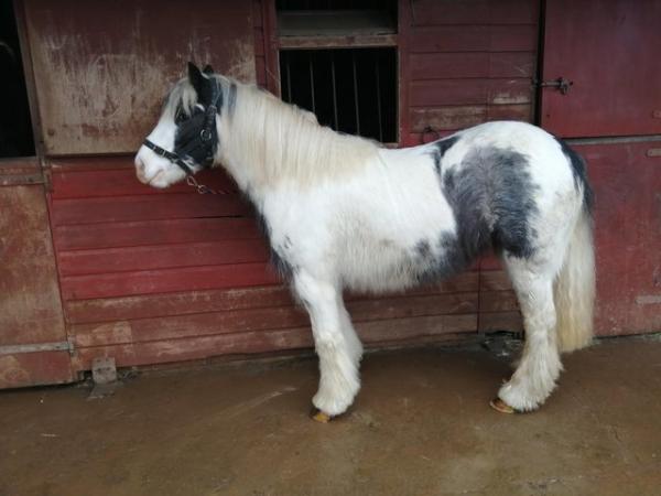 Image 3 of Beautiful blue and white cob mare. Ride and drive.