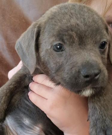 Image 18 of Gorgeous Staffy Cross Puppies