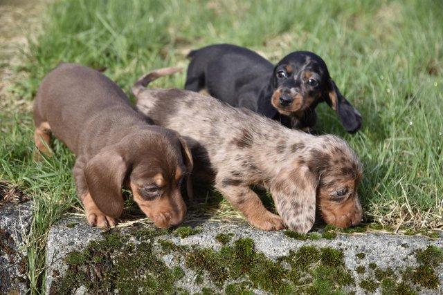 Adorable dachshund puppies looking new home for sale in Tarleton, Lancashire - Image 5