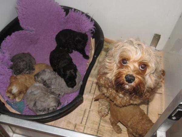 Image 2 of Adorable F1b multicolour cavapoo pups. health tested parents