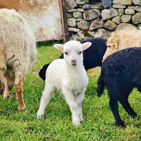 Image 5 of Ouessant Ewe Lambs - Miniature Sheep