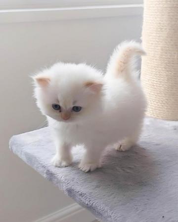 Image 8 of British Shorthair & Longhair Kittens Ready