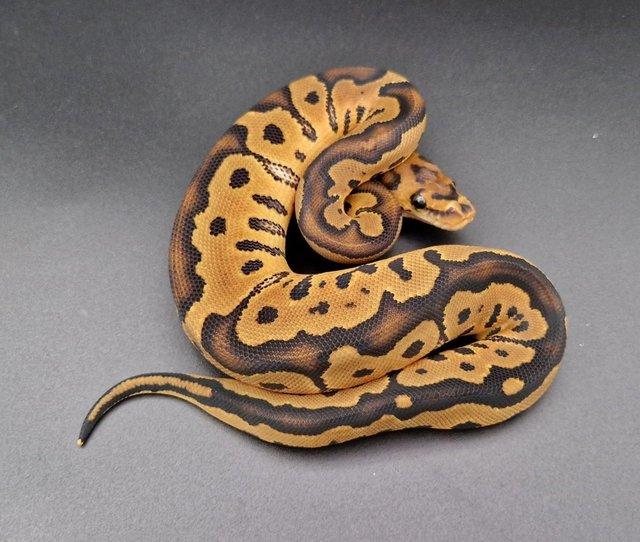 Preview of the first image of Yellow Belly Clown Female Ball Python 231205.