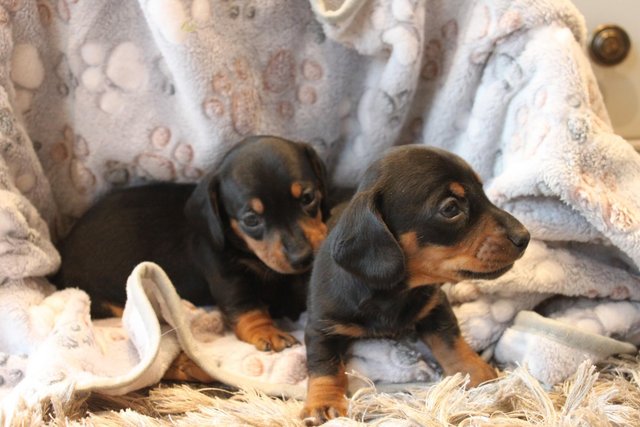 Image 2 of Kc registered mini dachshund puppies