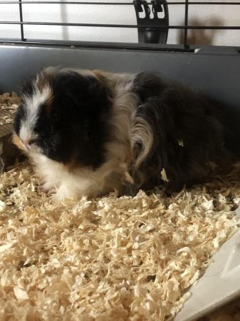 Image 3 of Female guinea pig for sale