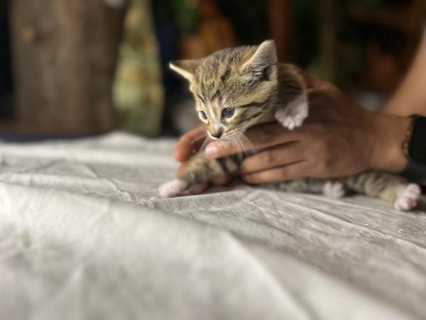 Image 10 of Four Bengal X kittens ready for their homes!