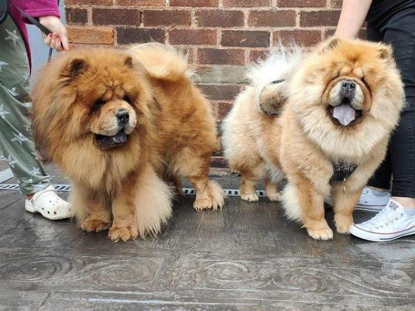 Image 6 of READY NOW BEAUTIFUL FULL KC CHOW CHOW PUPPIES!!