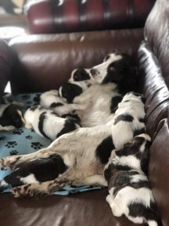 Image 2 of Liver and white English Springer Spaniels only girls left
