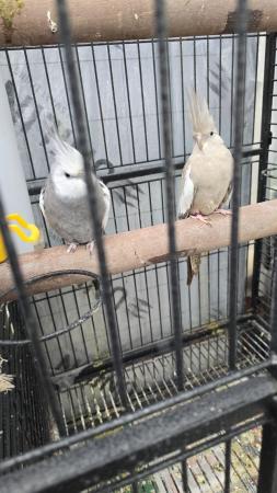 Image 5 of Cockatiel birds for sale