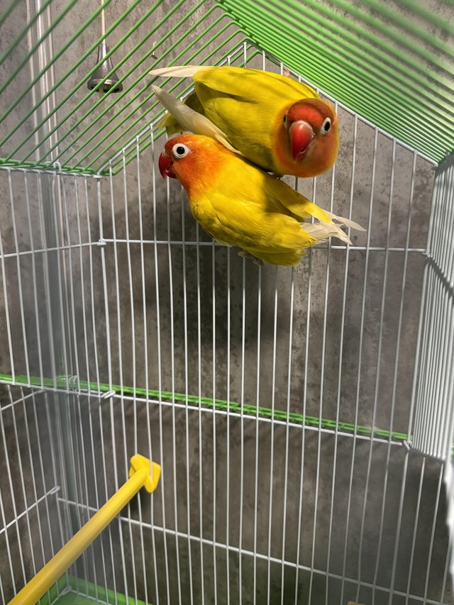 Preview of the first image of Pair of love birds with cage.
