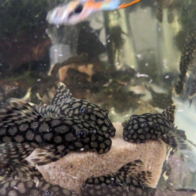 Preview of the first image of Ancistrus sp Wabenmuster/ Honeycomb bristlenose 4cm+.
