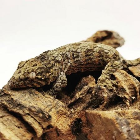 Image 1 of Nu-ana x GT Leachies for sale
