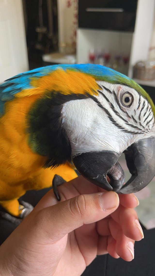 Preview of the first image of Sold PendingCollection Super Silly Tame Blue And Gold Macaw.