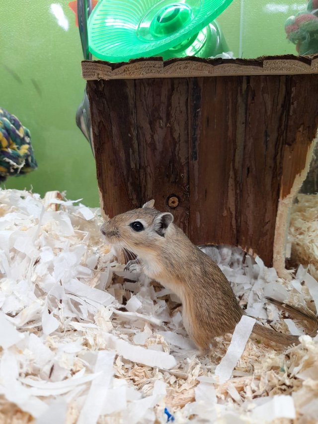 Preview of the first image of Male and Female Gerbils at animaltasic.