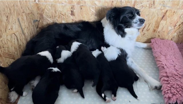 Border collie x store puppies for sale