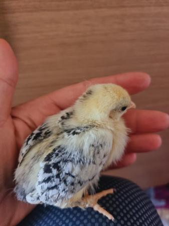 Image 4 of Bantam chick's 2, 3 weeks old