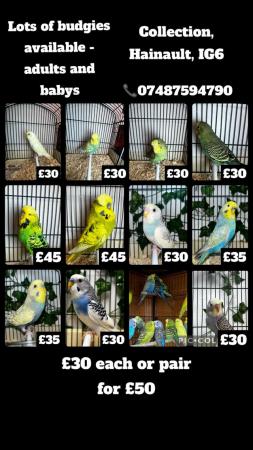 Image 1 of Breeding/baby budgies for sale
