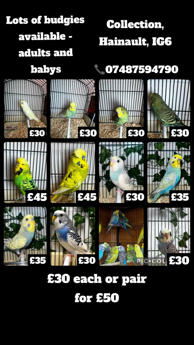 Preview of the first image of Breeding/baby budgies for sale.