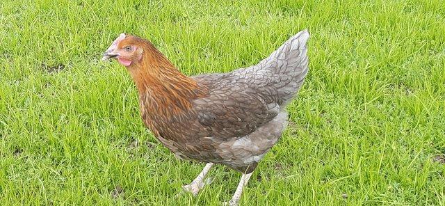 Image 1 of Bluebell pullets at point of lay