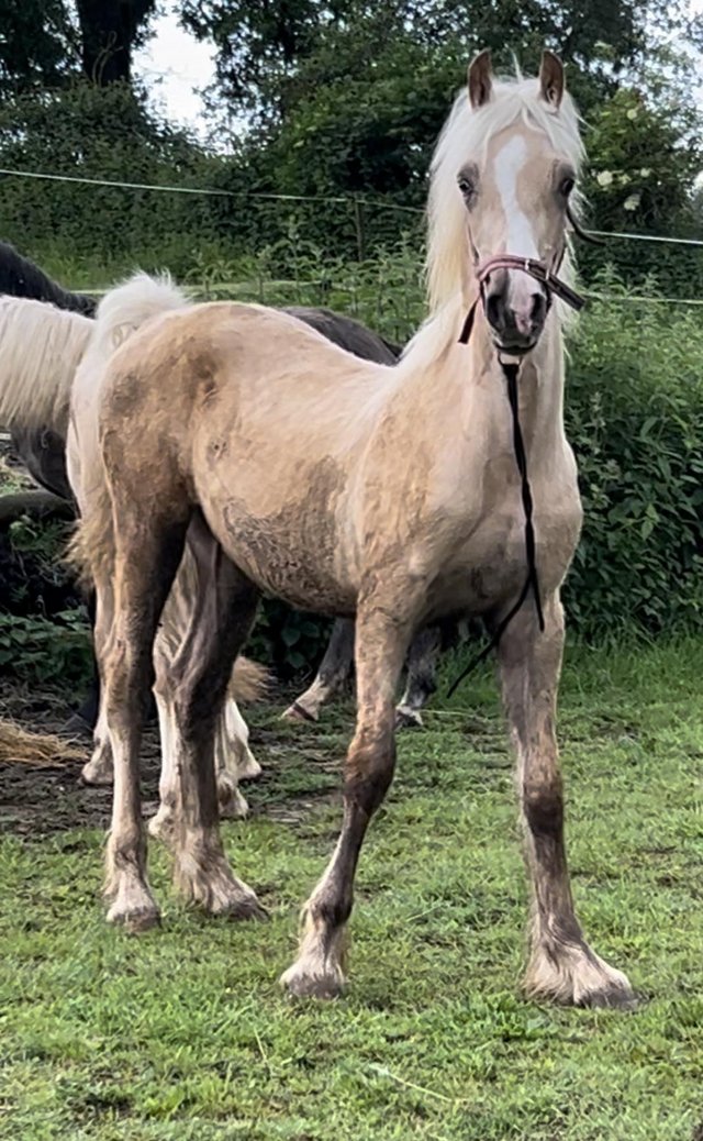 Preview of the first image of Incredible palomino yearling welsh section d colt.