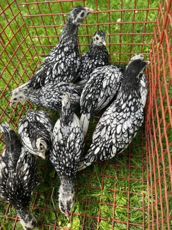 Image 1 of silver Sebright three hens one cock