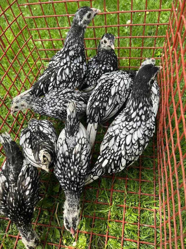 Preview of the first image of silver Sebright three hens one cock.