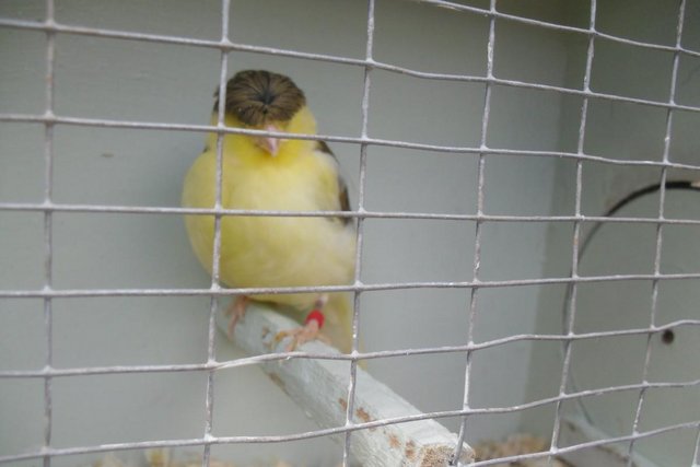 Image 4 of Singing canarys Few Left Males Only. 1 Fife All Yellow Male