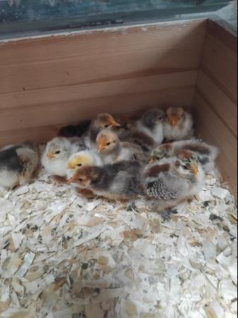 Image 2 of week old pekin bantam chicks