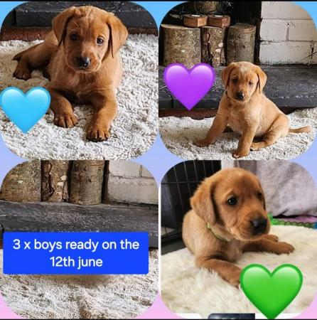 Image 6 of Last boy available Fox red labrador puppies