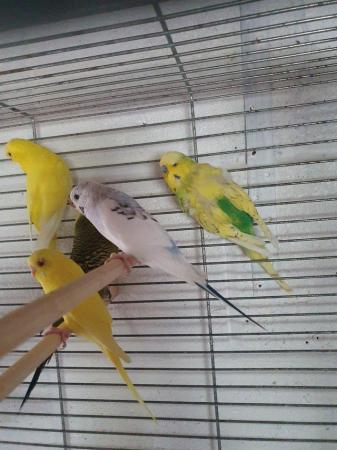 Image 3 of Selection of budgies available