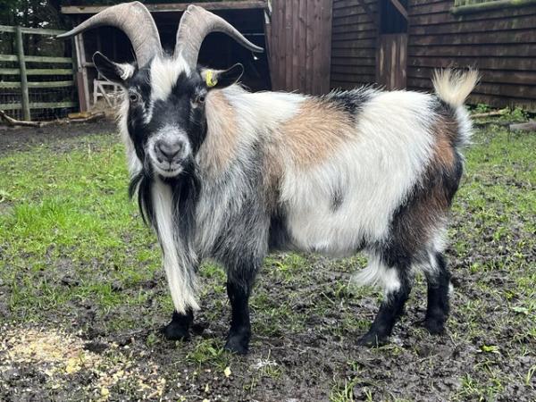 Image 3 of Breeding billy Pygmy goat for sale