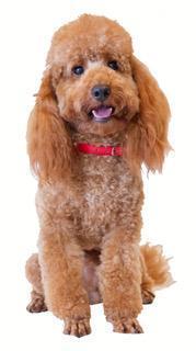 Image 4 of Stunning Red Mini Poodle Stud, Multiple DNA + Health Tested.