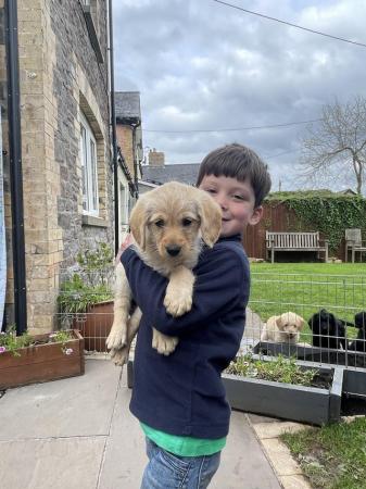 Image 1 of Labradoodle puppies one girl available