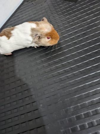 Image 5 of Guinea pigs for sale different bonded pairs