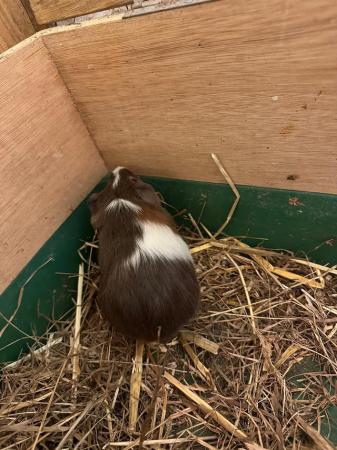 Image 2 of Mixed litter of three Guinea Pigs