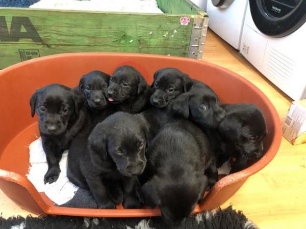 Image 4 of 6 weeks old black Labrador puppies
