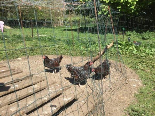 Image 2 of Speckled Sussex Large Fowl Hatching Eggs