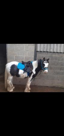 Image 1 of 5 year old gelding for loan