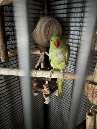 Image 1 of 2.5 year old Indian ring neck Parrot
