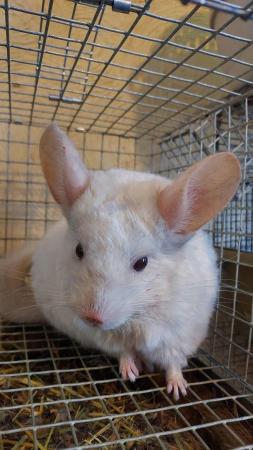 Image 4 of Female Chinchilla pink white 5 years old..friendly