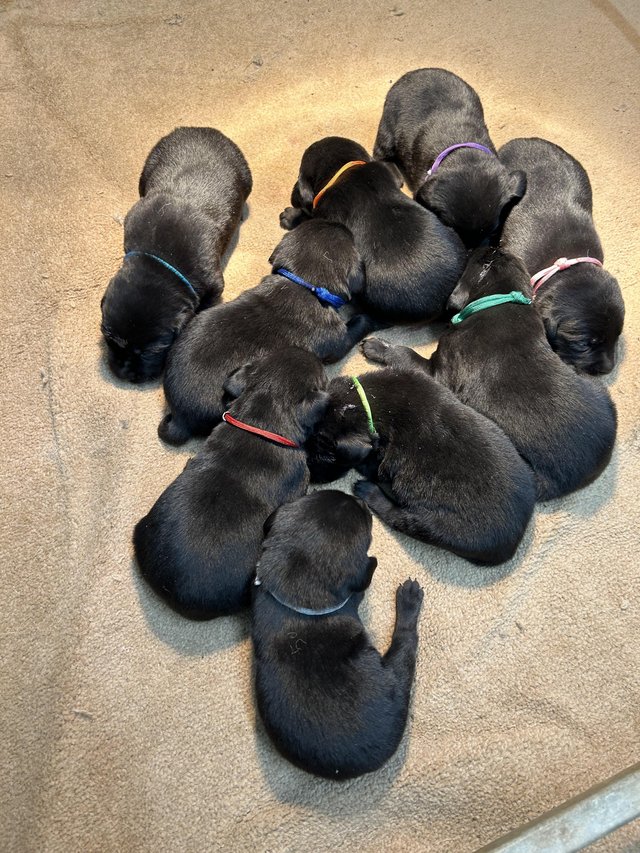 Preview of the first image of Kc reg black lab puppies.