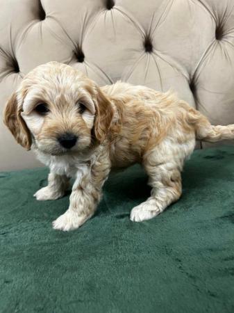 Image 6 of Cockapoo puppies only  one little girl left