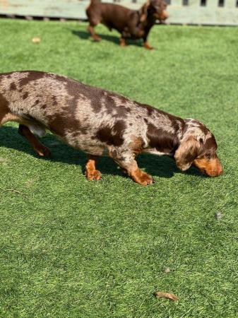 Image 2 of Miniature dachshund dapple stud kc and pra clear