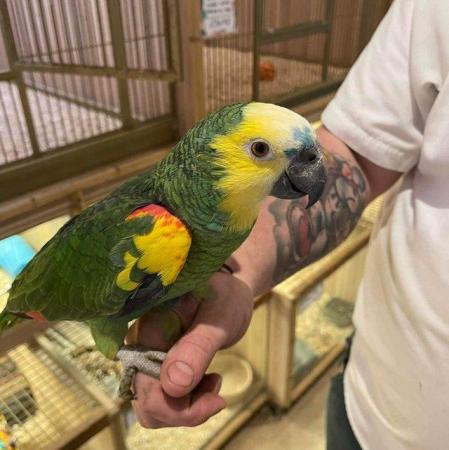 Image 12 of Large Variety of Hand Reared Birds Available! - Updated Regu