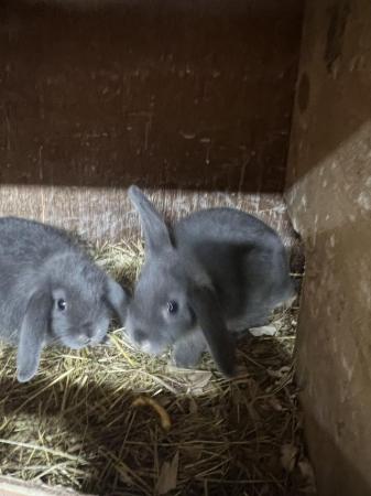 Image 7 of Georgeous baby lop eared rabbits