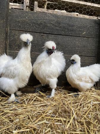 Image 4 of Chickens for sale cream legbars, Pekins, aracunas, Goldtops