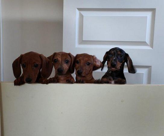 Image 10 of Adorable Miniature smooth Dachshund puppies ready now.