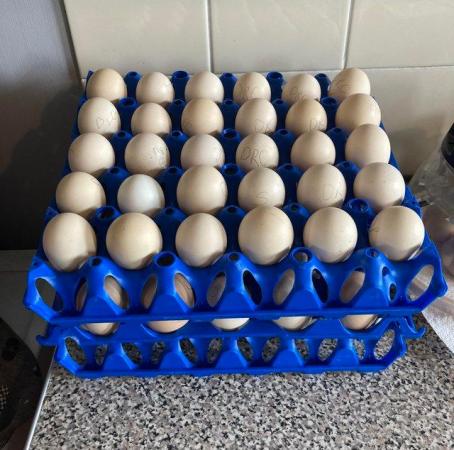 Image 2 of Fertile hatching eggs, Light Sussex large fowl, quality