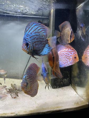 Image 2 of Seven Stendker discus various colours