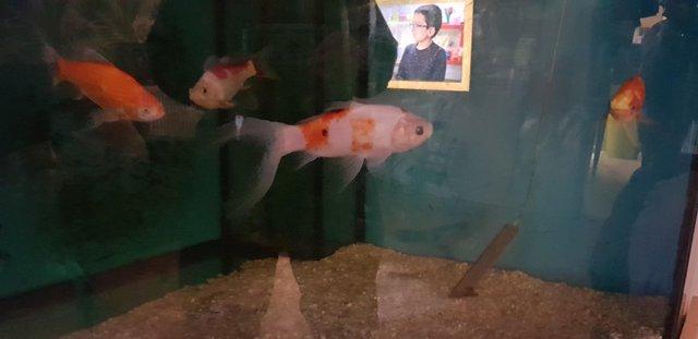 Image 3 of 3 6" goldfish and a 7" shubumkin